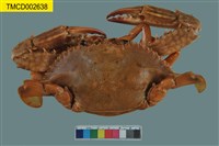 藏品(三齒梭子蟹)的圖片